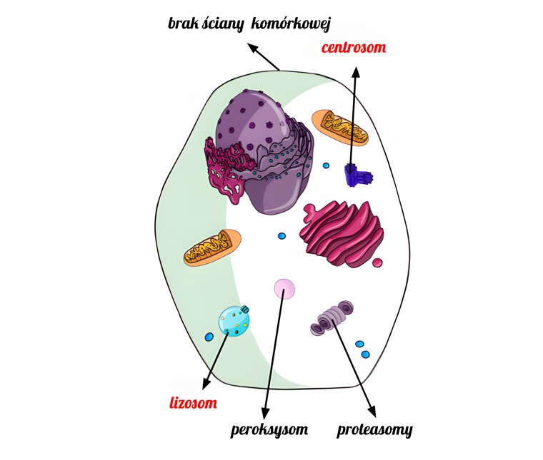 Budowa komórki zwierzęcej