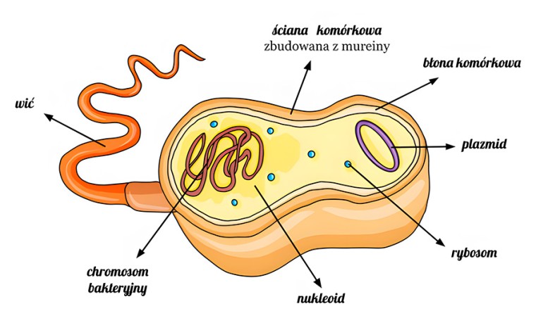 Budowa komórki bakteryjnej