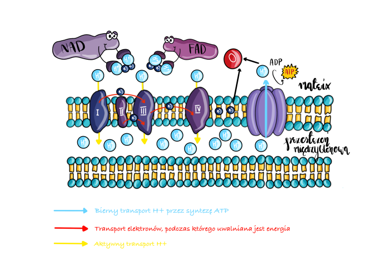 Fosforylacja oksydacyjna - schemat