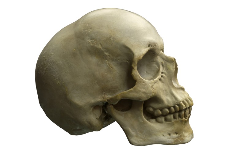 Podczas nauki anatomii przydaje się model czaszki